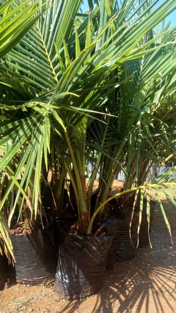 MUDAS DE COCO ANÃO - 1,60cm Aproximadamente  - Foto 4