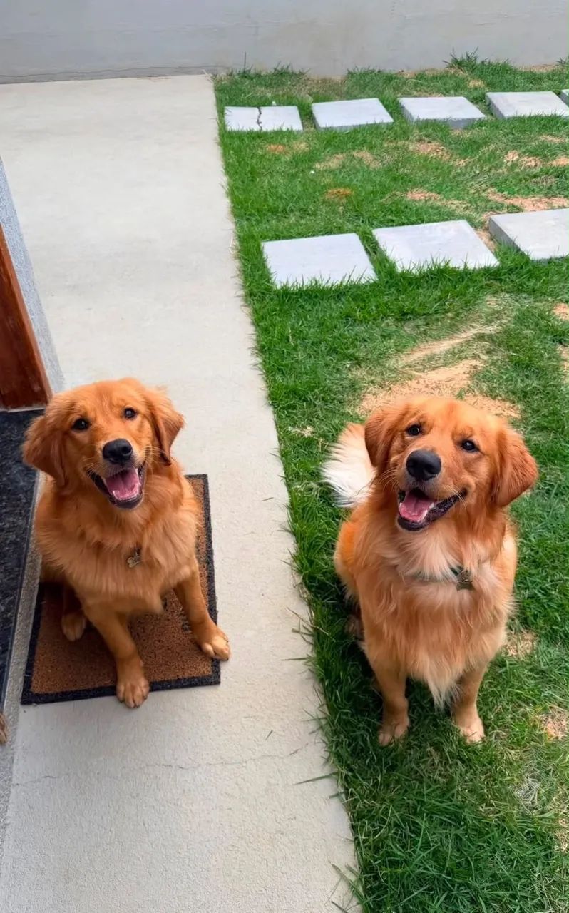 Golden Retriever  - Foto 4