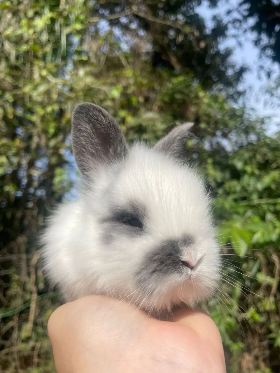 Mini coelhos e coelho anão  - Foto 2