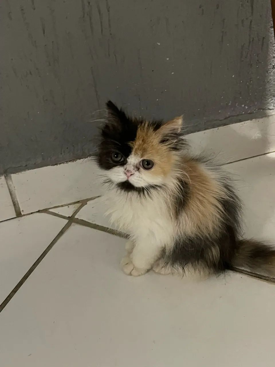 Gatinhos persas 