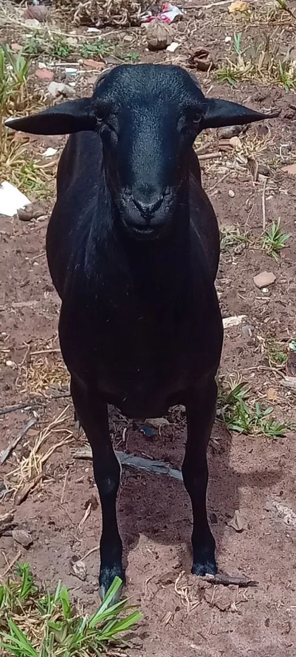 Ovelhas AMORJADAS e carneiro.  - Foto 3