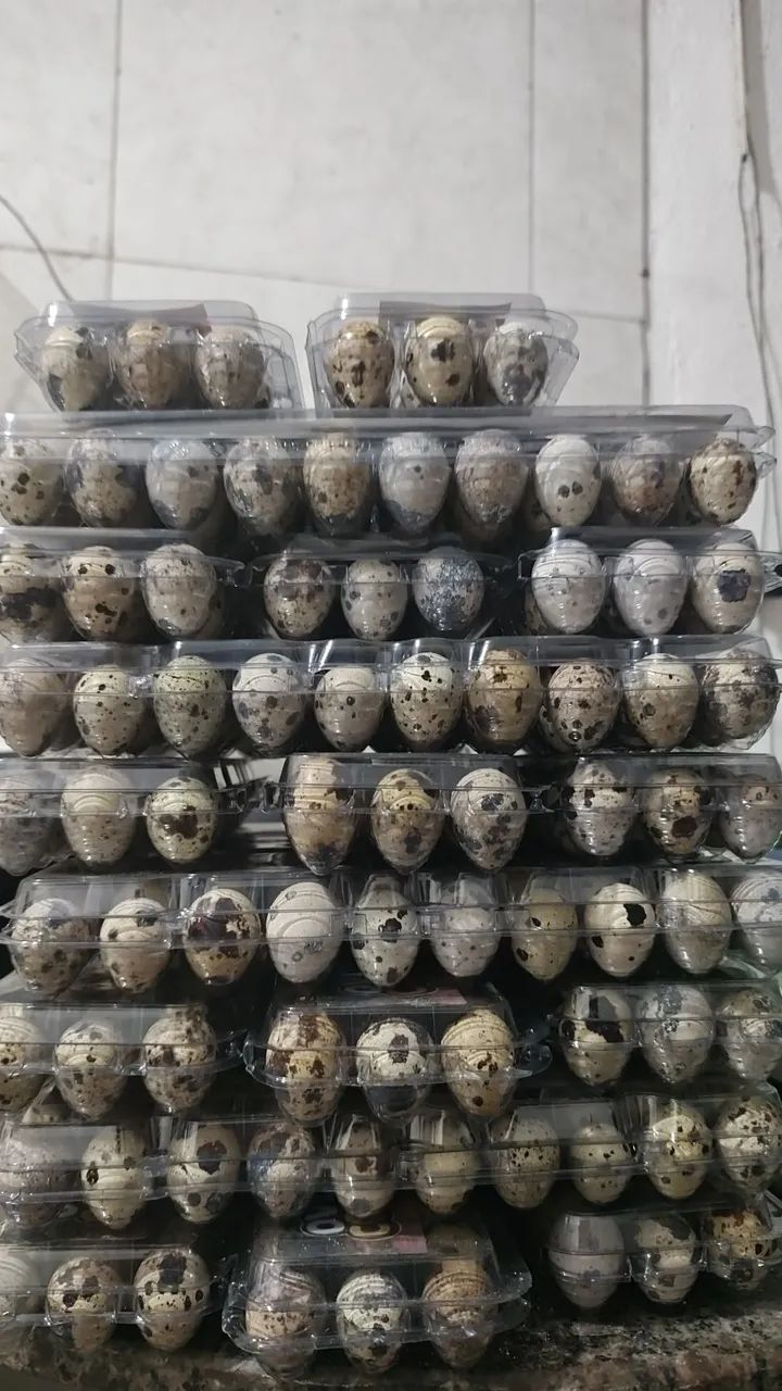 Ovos de codorna Gigante e codornas Japonicas  - Foto 2
