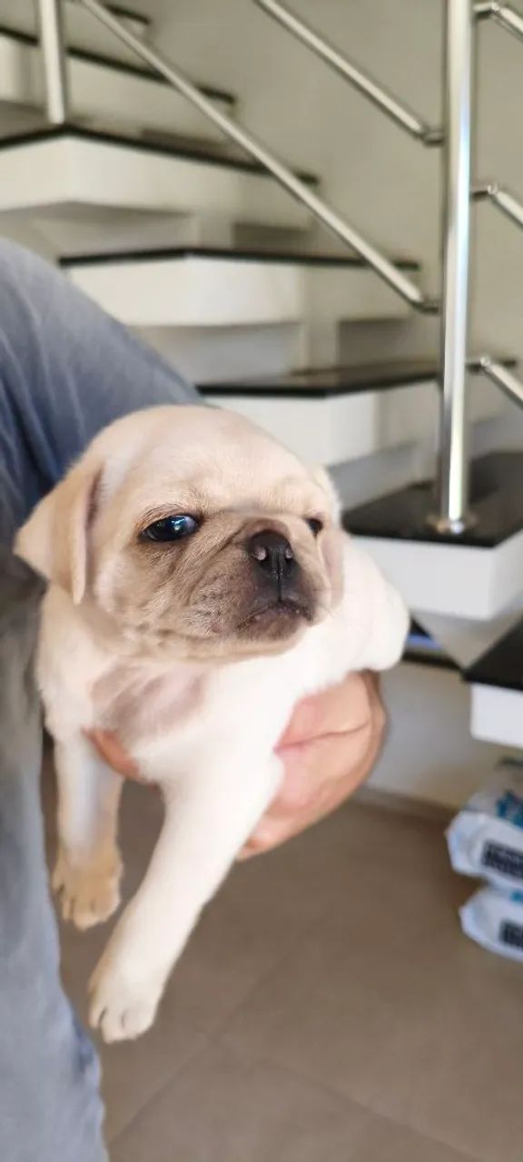 Pug - Foto 4