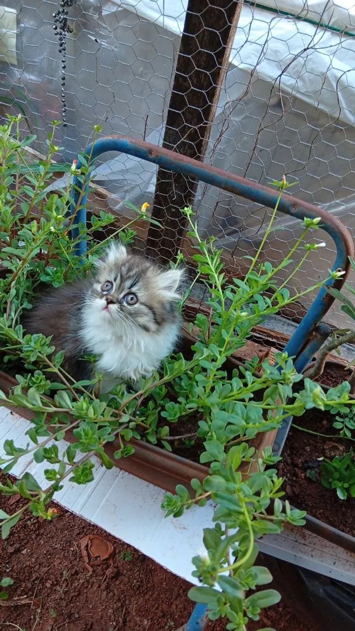 Filhotes gato persa disponível entrega  - Foto 2