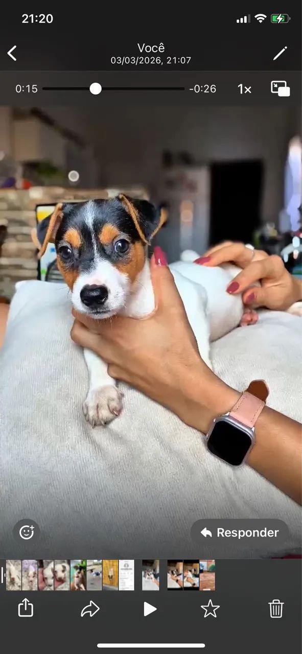 Jack Russell Terriê 