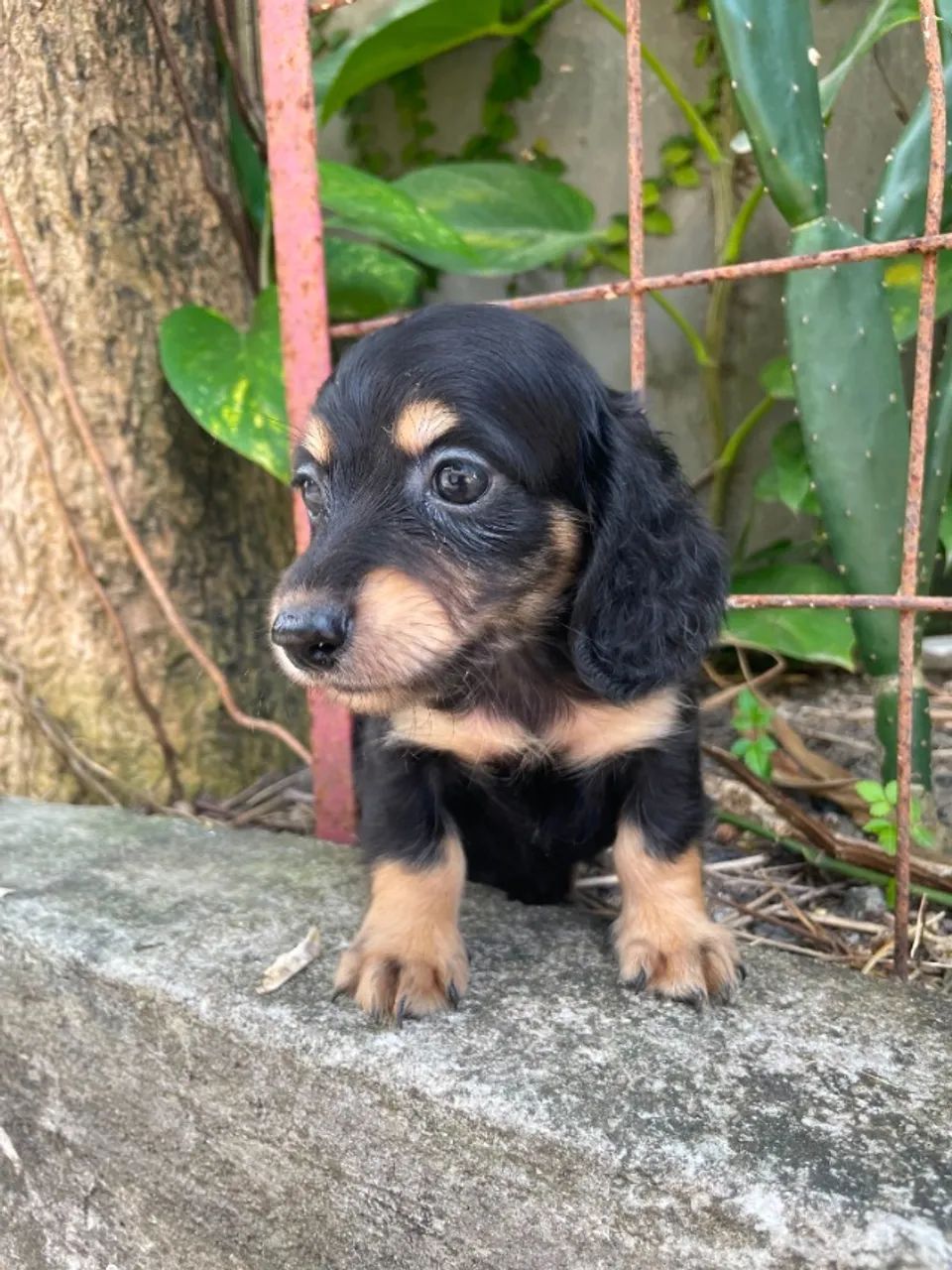 Filhotes Dachshund com Beleza e Qualidade - Foto 4
