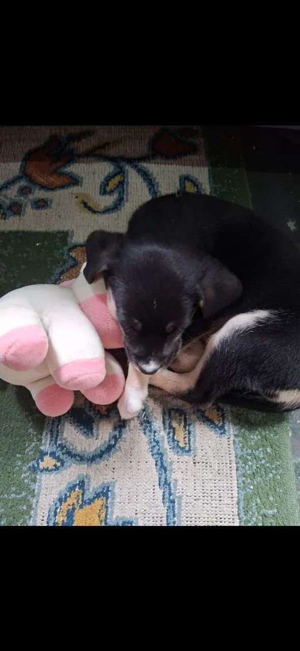 Adoção responsável,  filhote - Foto 2