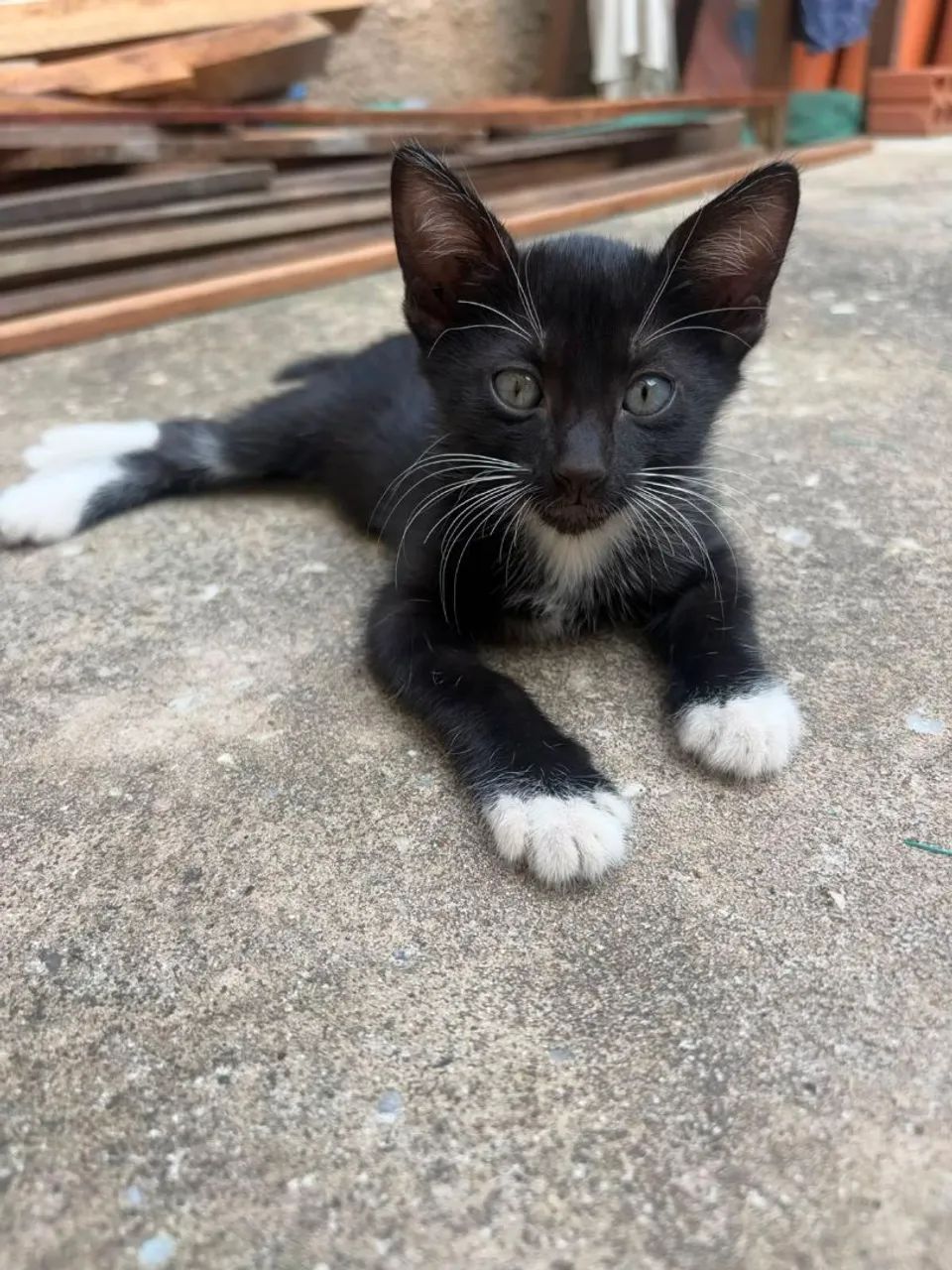 Adote um gatinho - Foto 3