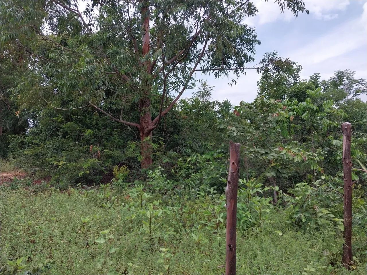 Sítio no município de Mirabela  - Foto 4