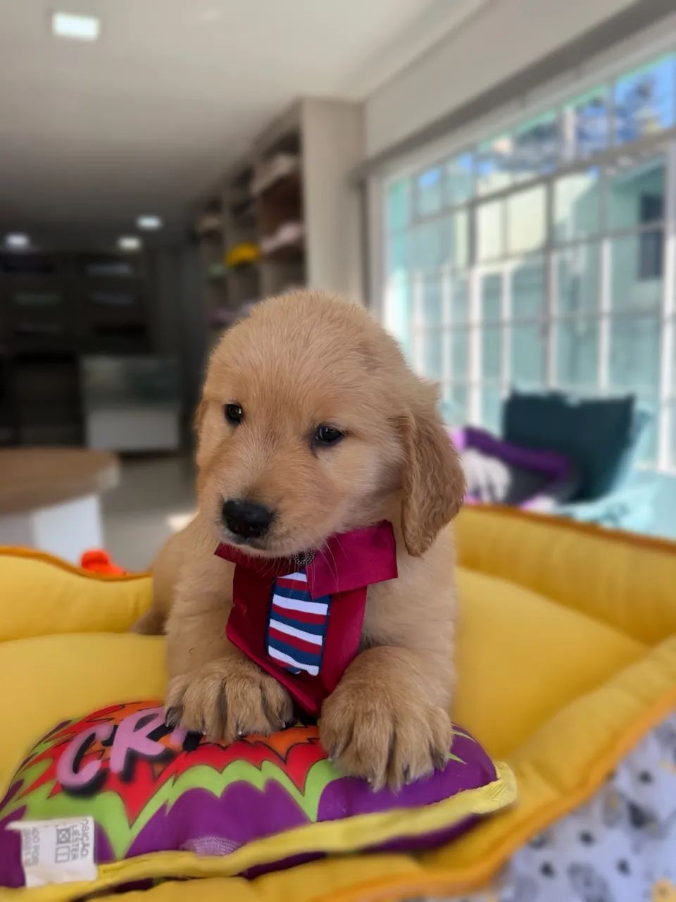 Golden Retriever  - Foto 4