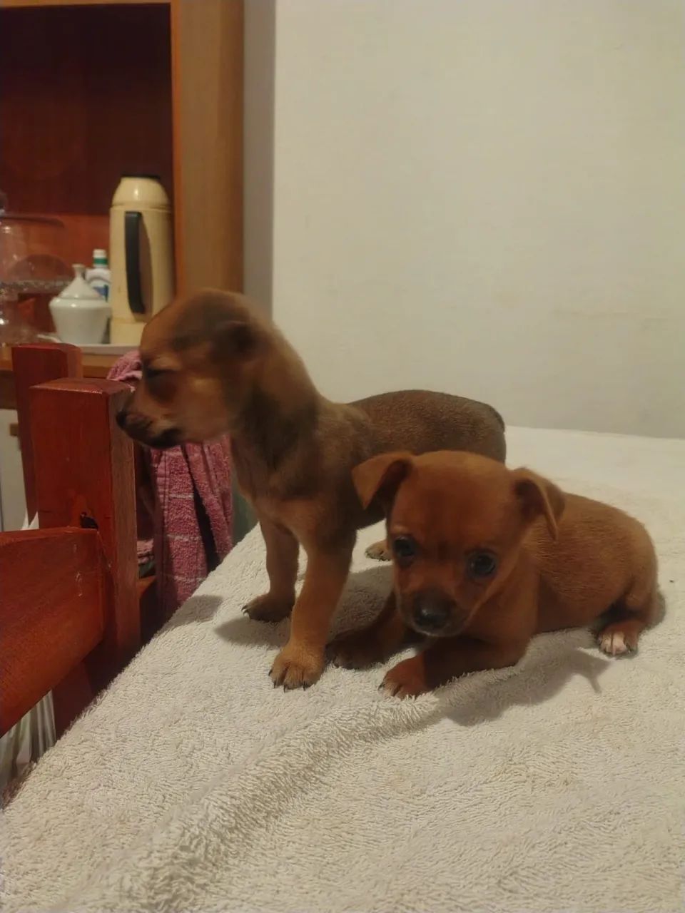 Filhotes de Pinscher - Foto 2
