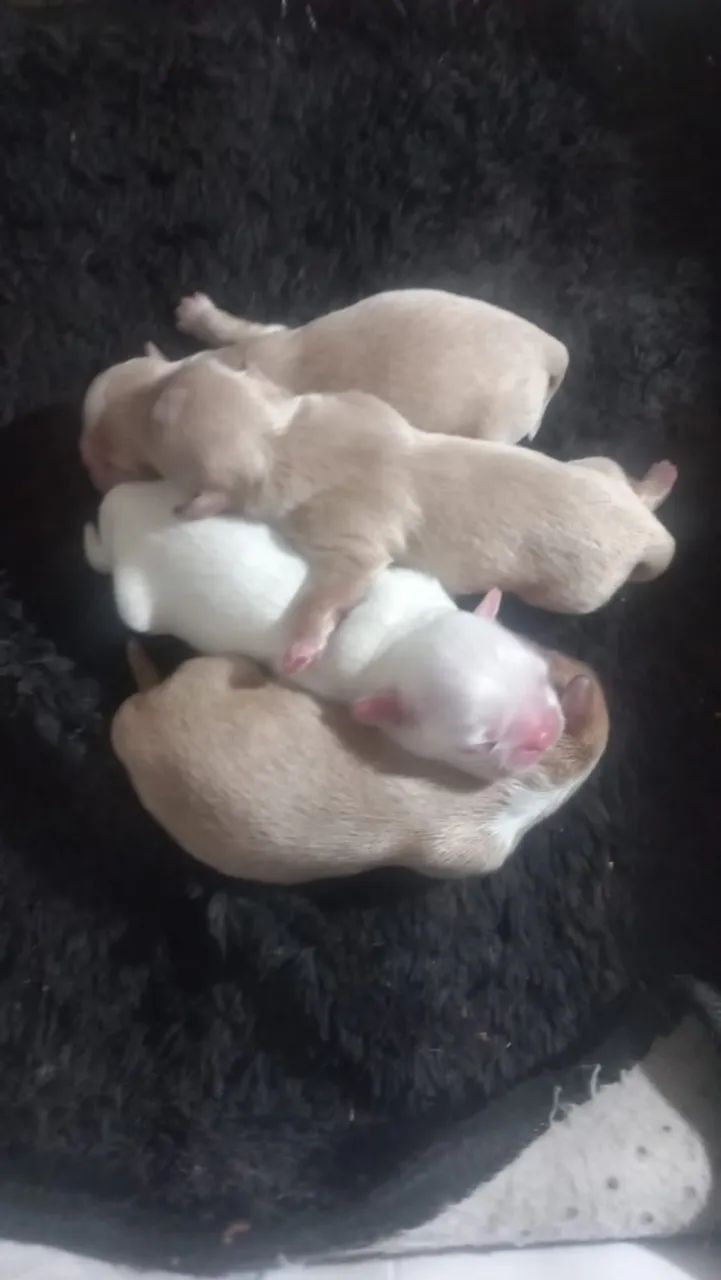 Lindos bebezinhos de shitzu 