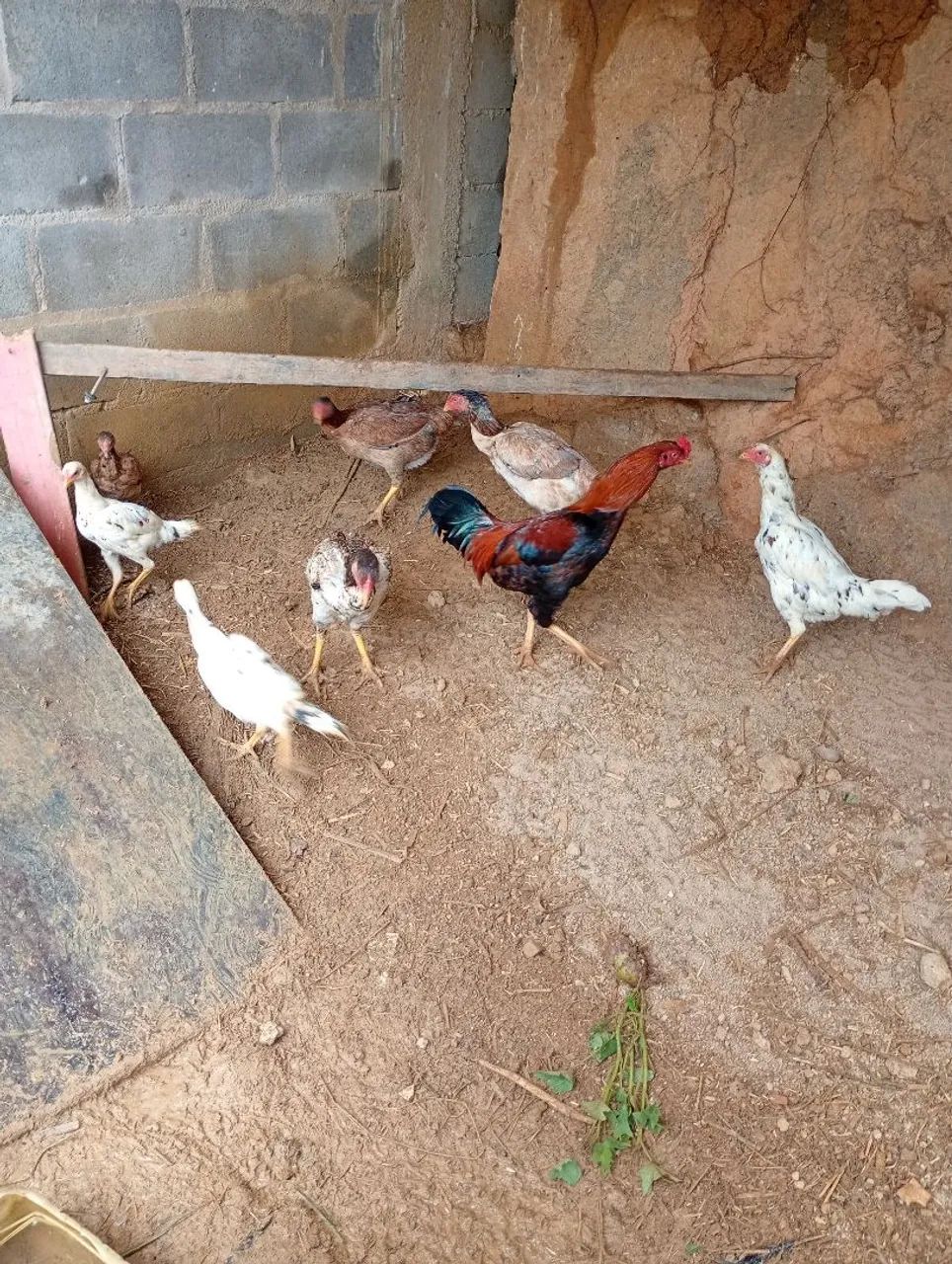 Animais de estimação - Foto 4