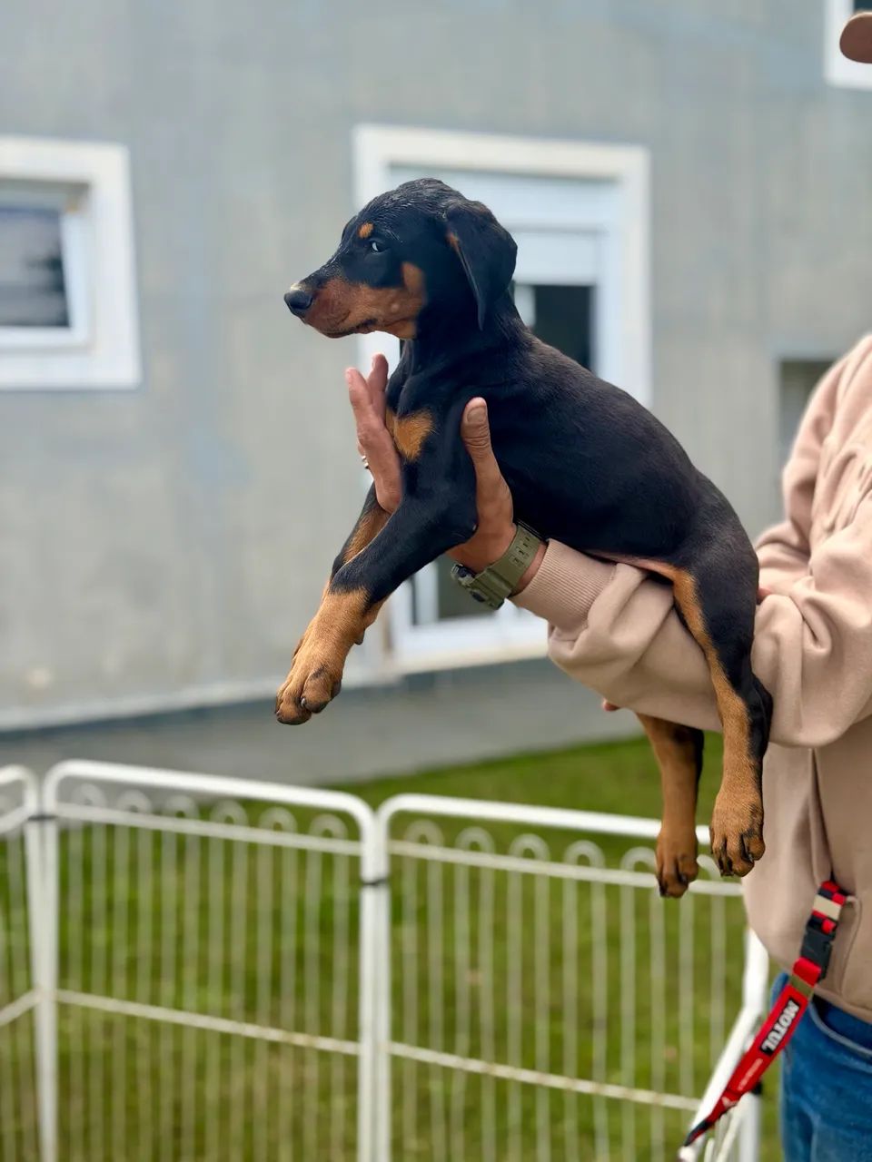 Dobermann Americano  - Foto 5