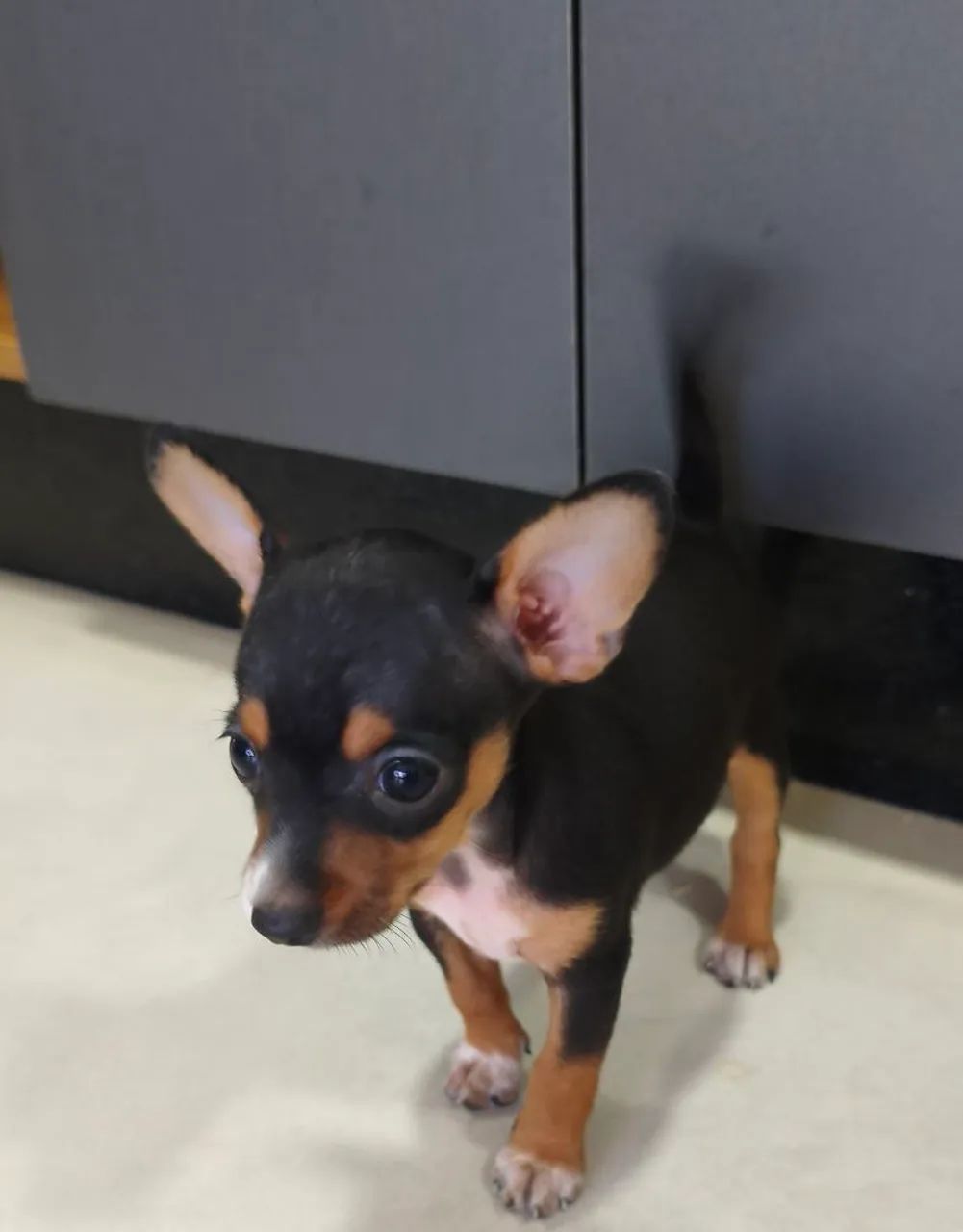 Pinscher fêmea 01 disponível.