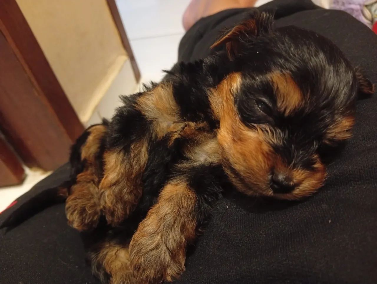 Yorkshire terrier