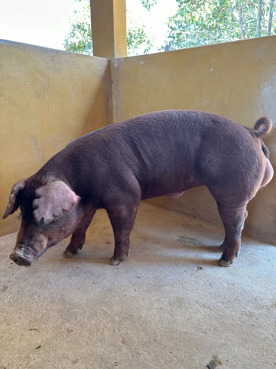 Reprodutor Duroc PO