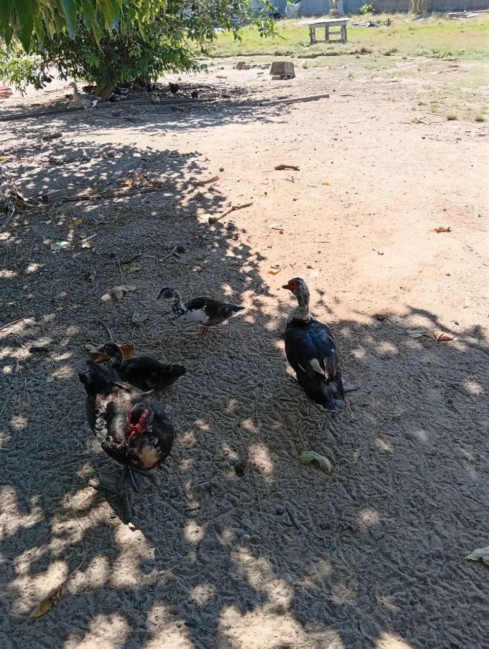 Vendo patos e patas. - Foto 2