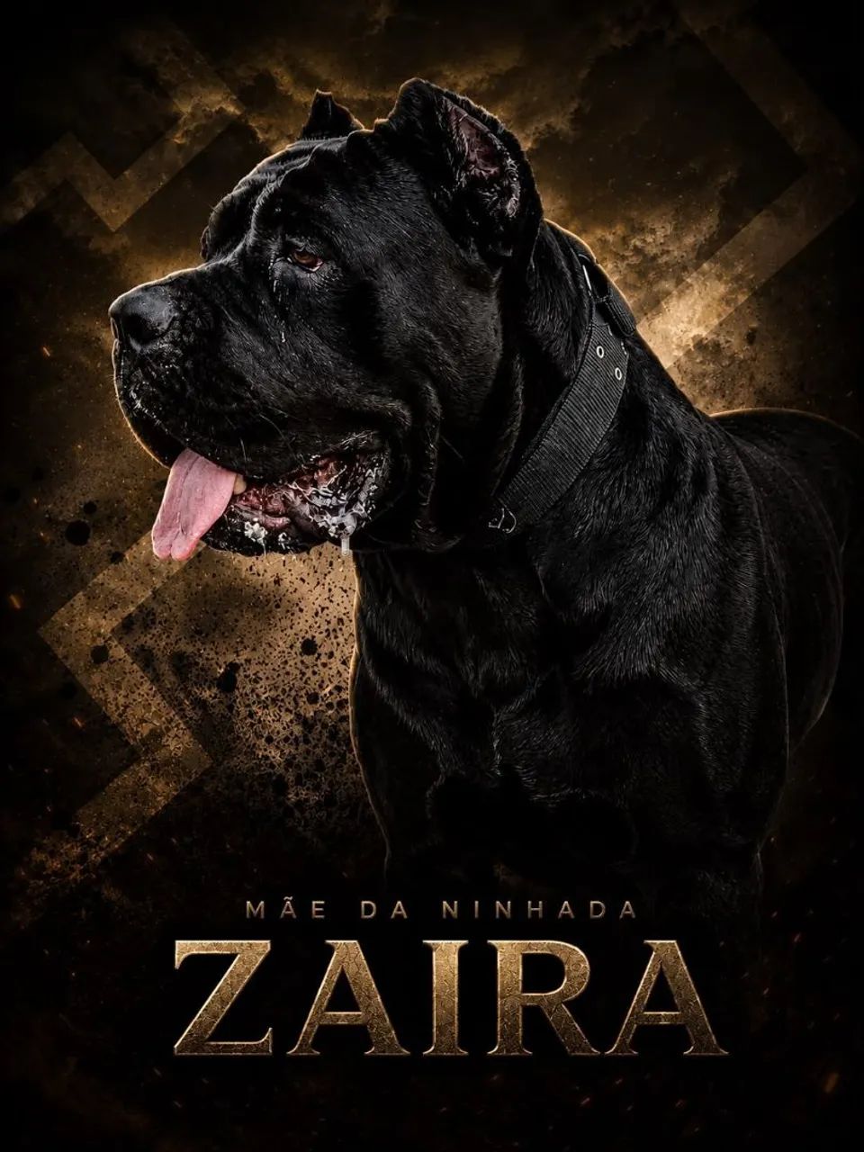 Cane corso