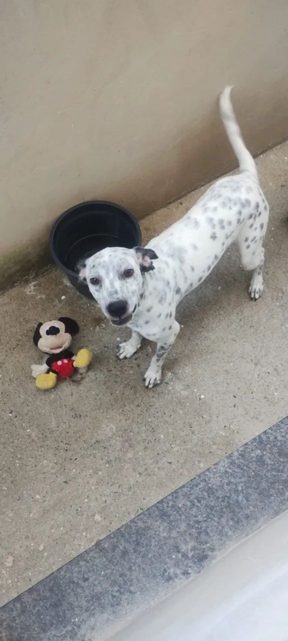 Cachorra  - Foto 2