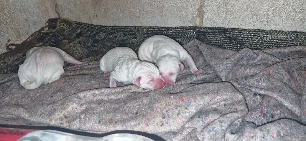 Filhotes Dálmatas  - Foto 3