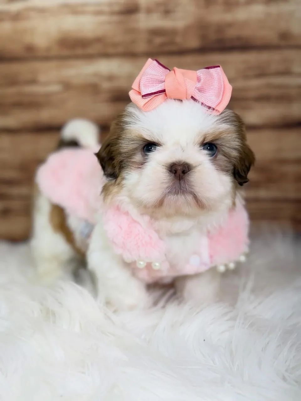 Shihtzu  - Foto 2