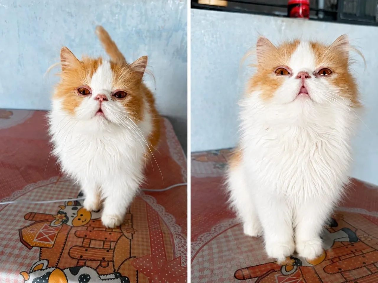 Gato persa 