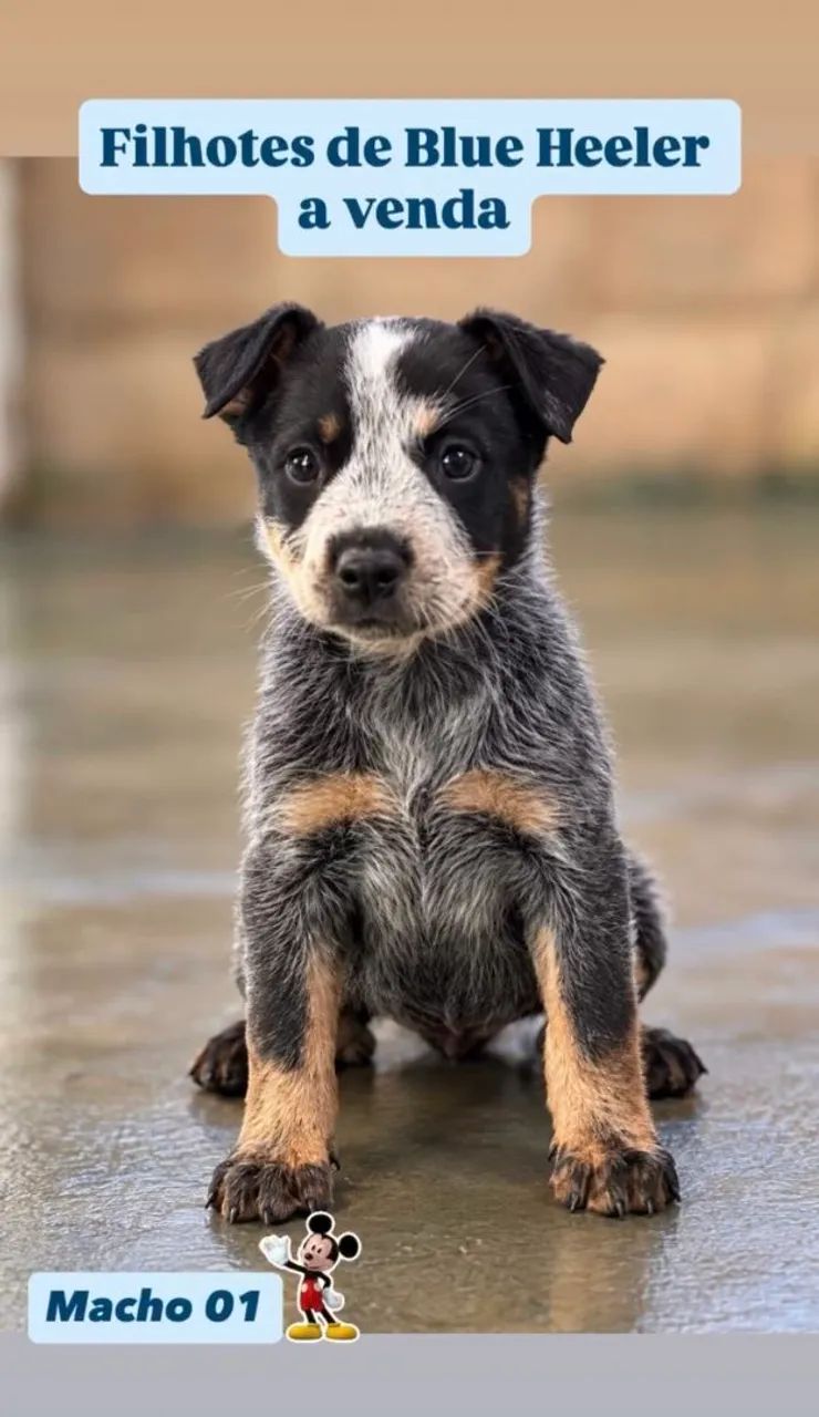 Filhotes Blue Heeler  - Foto 5