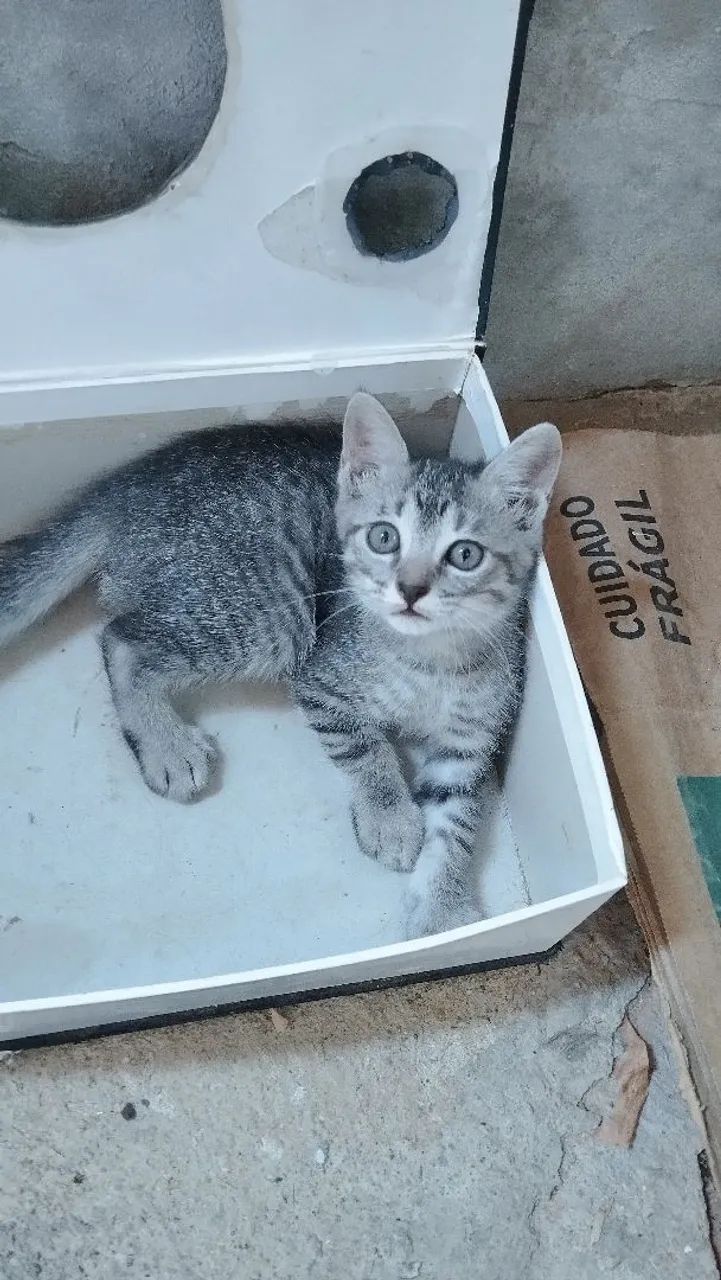 Doação de gatos - Foto 4