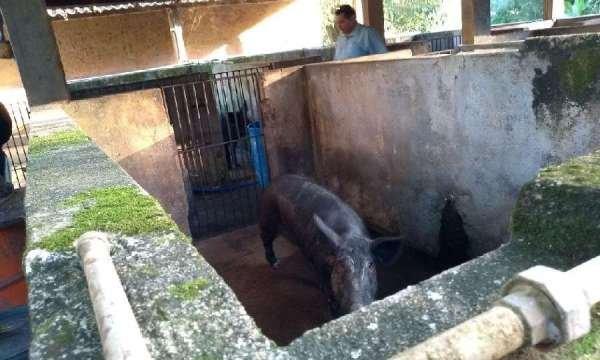 Belíssima fazenda em Cachoeiras de Macacu RJ 122 oportunidade!!! - Foto 16
