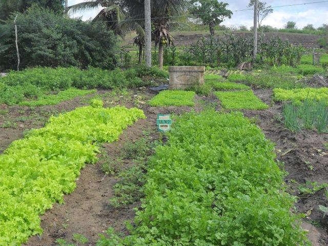 Fazenda Pecuária no Gongogi de 1.100 Hectares. Melhor custo beneficio - Foto 13