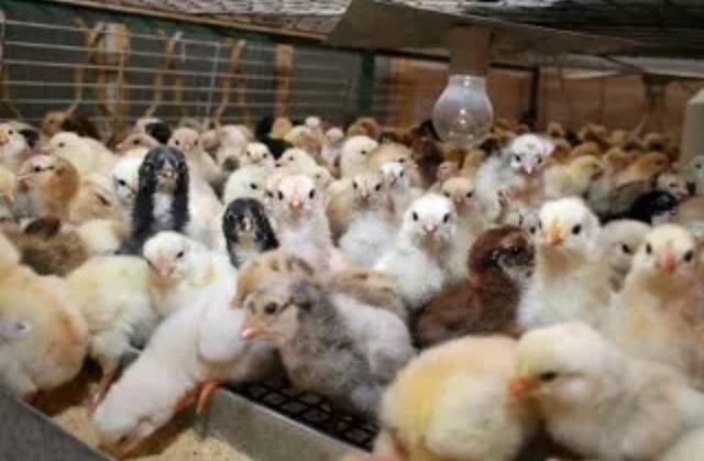 Pintos De Franga, Galinha Caipira Puros. Animais Rústicos E Resistentes