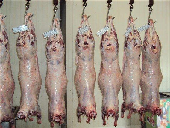 Vende se borregos limpos em quantidade
