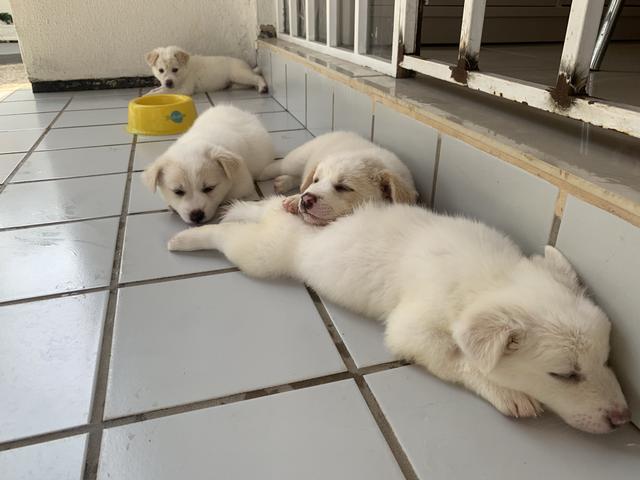 Vendo filhotes de Akita - Foto 4