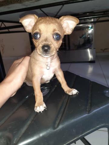 Vende-se pinscher n 1 fêmea - Foto 2