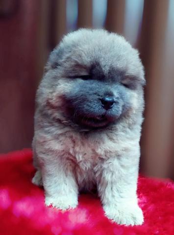 Chow Chow mc