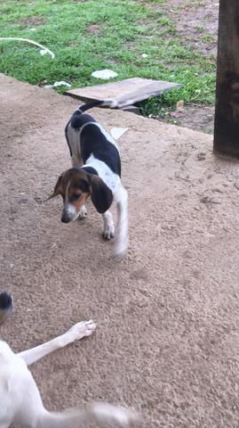 Cachorra Americana - Foto 2