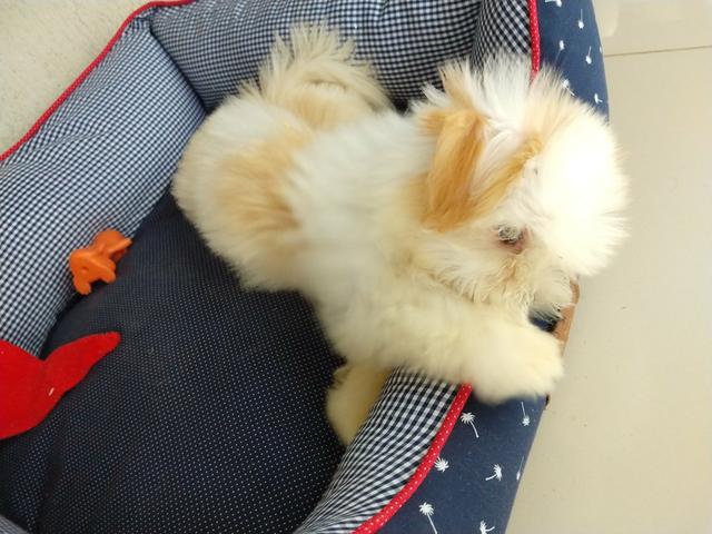 Cãozinho - Foto 4