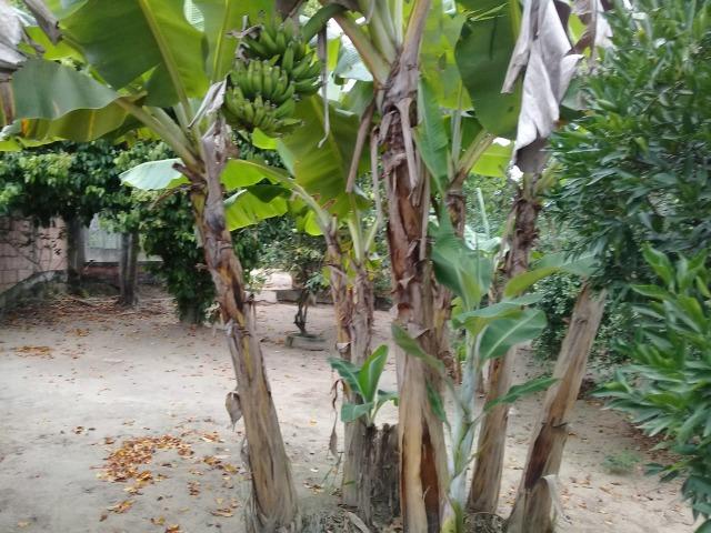 Pequeno sítio de 720 m2, todo plantado em Itambi - Foto 4