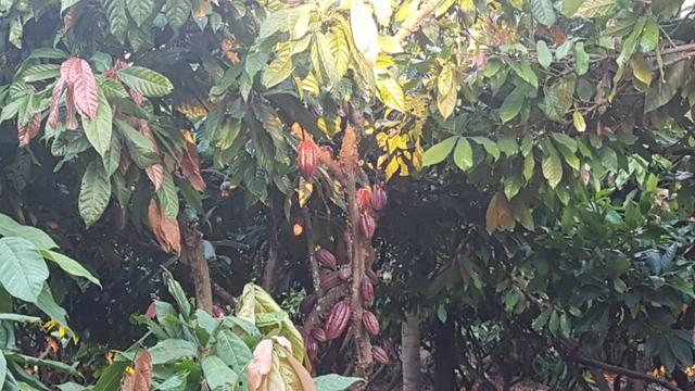 Sítio Irrigado Próximo ao Centro de Jequié com 40.000 m2 - Foto 2