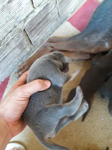 Filhotes doberman - Foto 2