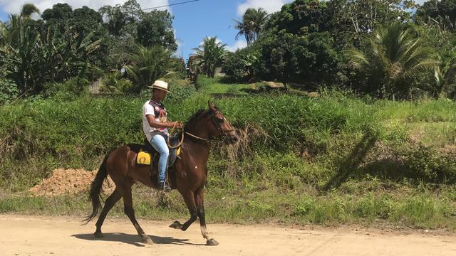 Vende-se ou troca-se cavalo mangalarga machador