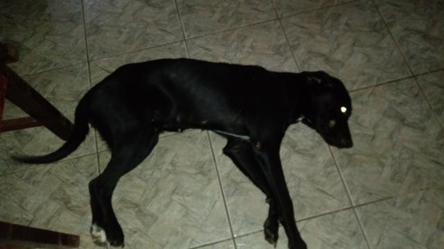 Doa - se labrador mestiço - Foto 2