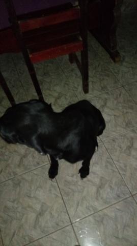 Doa - se labrador mestiço - Foto 3