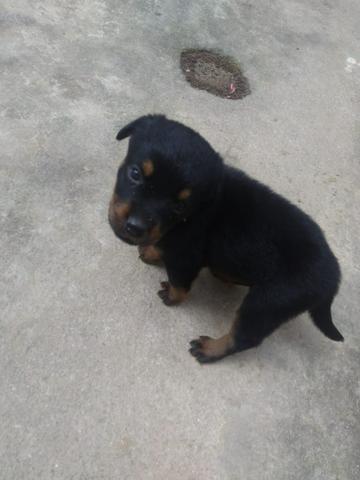 Filhotes de rottweiler