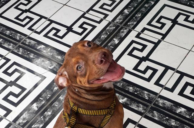 Pitbull apbt