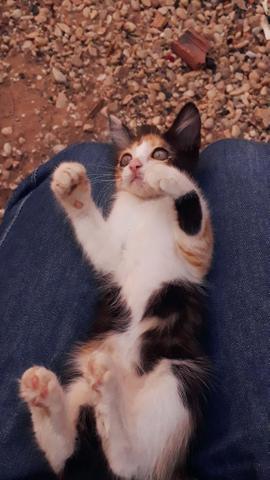 Adotar gatinhos - Foto 2