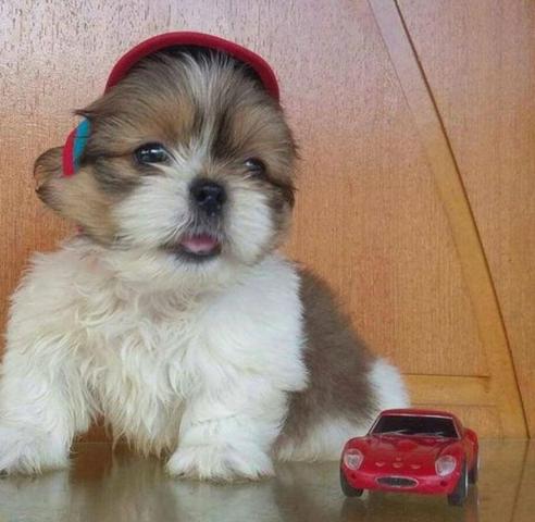 Shih Tzu Mini Filhote com Pedigre e Garantia de Saúde