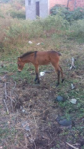 Besta com a burrinha - Foto 6