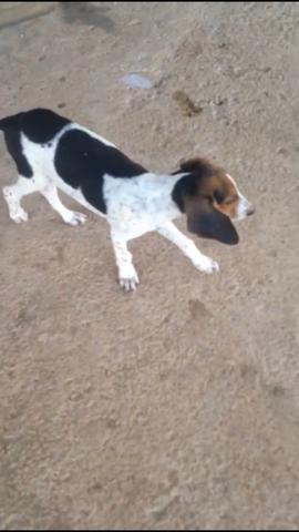 Cachorra Americana - Foto 4